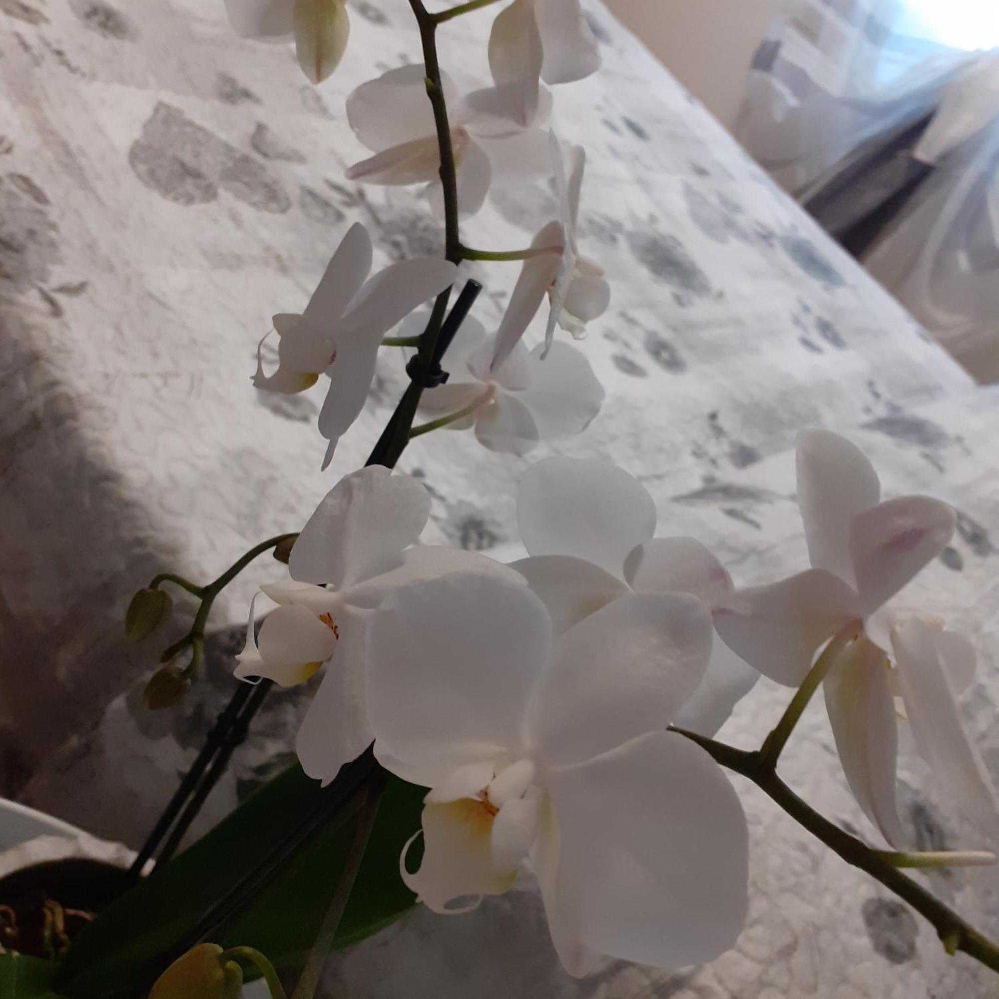 B&B Alla Bon'Ora Volpago del Montello Номер фото